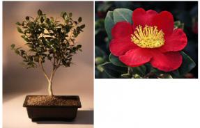 Flowering Camellia Bonsai Tree<br><i>(camellia sasanqua 'yuletide')