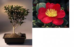 Flowering Camellia Bonsai Tree<br><i>(camellia sasanqua 'yuletide')