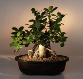 Green Emerald Ficus Bonsai Tree<br><i>(ficus microcarpa)</i>