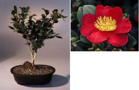 Flowering Camellia Bonsai Tree<br><i>(camellia sasanqua 'yuletide')