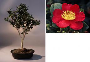 Flowering Camellia Bonsai Tree<br><i>(camellia sasanqua 'yuletide')