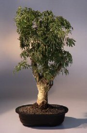 Ming Aralia Bonsai Tree<br></i>(polyscais fruticosa)</i>