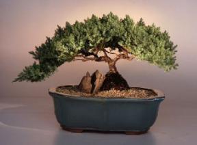 Juniper Windswept Bonsai Tree<br><i>(juniper procumbens 'nana')</i>