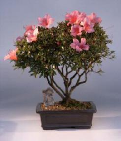 Chinzan Azalea<br><i>(satzuki azalea 'chinzan')</i>