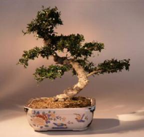 Fukien Tea  Bonsai Tree <br><i>(ehretia microphylla)</i>