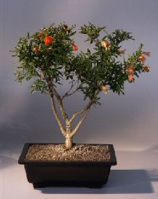 Flowering Dwarf Pomegranate Bonsai Tree<br><i>(punica granatum)</i>