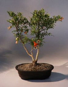 Flowering Dwarf Pomegranate Bonsai Tree<br><i>(punica granatum)</i>