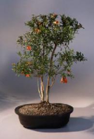 Flowering Dwarf Pomegranate Bonsai Tree<br><i>(punica granatum)</i>