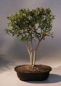 Flowering Dwarf Pomegranate Bonsai Tree<br><i>(punica granatum)</i>