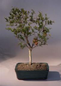 Flowering Dwarf Pomegranate Bonsai Tree<br><i>(punica granatum)</i>