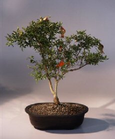 Flowering Dwarf Pomegranate Bonsai Tree<br><i>(punica granatum)</i>