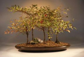 Heavenly Bamboo Bonsai Tree<br><i>(nandina 'firepower')</i>