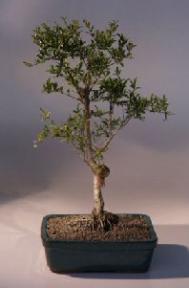 Flowering Dwarf Pomegranate Bonsai Tree<br><i>(punica granatum)</i>