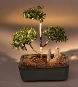 Brush Cherry Bonsai Tree - 