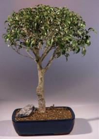 Ficus 'Too Little' - 16