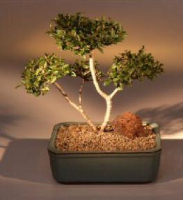 Brush Cherry Bonsai Tree - 