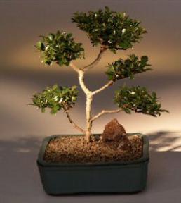 Brush Cherry Bonsai Tree - 