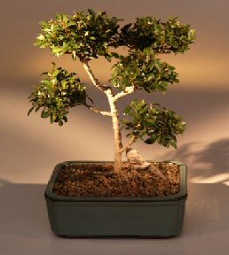 Brush Cherry Bonsai Tree - 