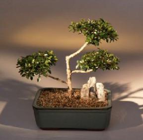 Brush Cherry Bonsai Tree - 