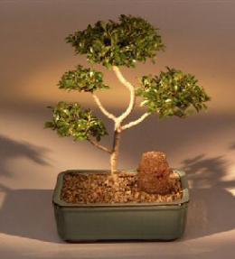 Brush Cherry Bonsai Tree - 