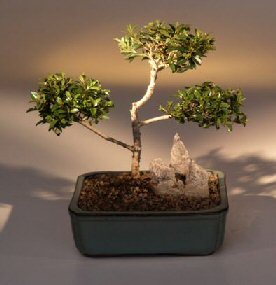 Brush Cherry Bonsai Tree - 