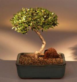 Brush Cherry Bonsai Tree - Trained Style<br><i>(eugenia myrtifolia)</i>