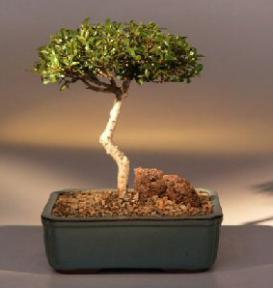 Brush Cherry Bonsai Tree - Trained Style<br><i>(eugenia myrtifolia)</i>1