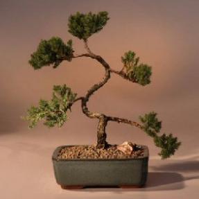 Juniper Karate Kid Bonsai Tree<br><i>(juniper procumbens 