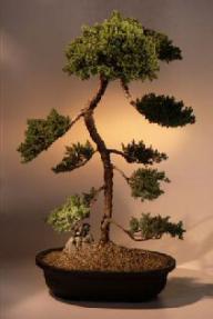 Juniper Bonsai Tree - Pom Pom Style<br><i>(juniper procumbens 