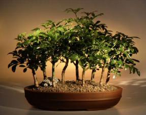 Hawaiian Umbrella Bonsai Tree - 9 Tree Forest Group<br><i>(arboricola schefflera)</i>