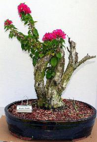 Flowering Bougainvillea Bonsai Tree<br><i>(pink pixie)</i>