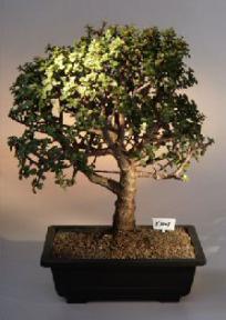 Baby Jade  Bonsai Tree<br><i>(Portulacaria Afra)</i>