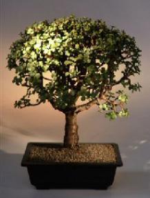 Baby Jade  Bonsai Tree<br><i>(Portulacaria Afra)</i>