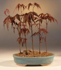 Japanese Red Maple Bonsai Tree<br><i>(Acer Palmatum 