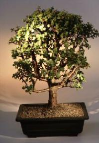 Baby Jade  Bonsai Tree<br><i>(Portulacaria Afra)</i>