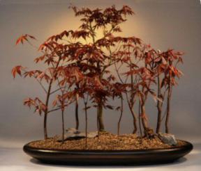 Japanese Red Maple Bonsai Tree<br><i>(Acer Palmatum 