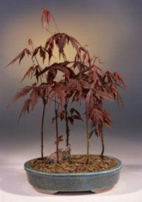 Japanese Red Maple Bonsai Tree<br><i>(Acer Palmatum 