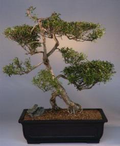 Chinese Flowering White  Serissa - Bonsai Tree of a Thousand Stars<br><i>(serissa japonica)</i>