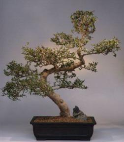 Fukien Tea Bonsai Tree<br><i>(carmona)</i>