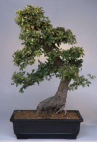 Chinese Elm Bonsai Tree<br><i>(ulmus parvifolia)</i>