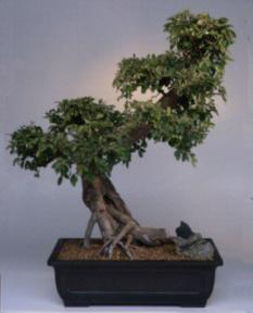 Chinese Elm Bonsai Tree<br><i>(ulmus parvifolia)</i>