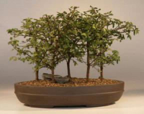 Chinese Elm Bonsai Tree<br><i>(ulmus parvifolia)</i>