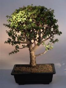 Baby Jade  Bonsai Tree<br><i>(Portulacaria Afra)</i>