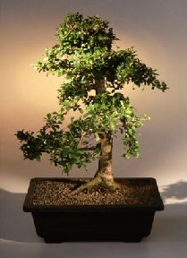 Fukien Tea Bonsai Tree <br>Upright Tiered Style<br><i>(ehretia microphylla)</i>