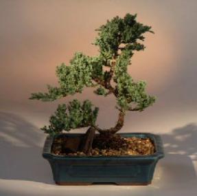 Juniper Bonsai Tree<br><i>(juniper procumbens nana)</i>