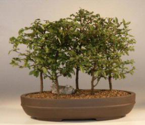 Chinese Elm Bonsai Tree<br><i>(ulmus parvifolia)</i>