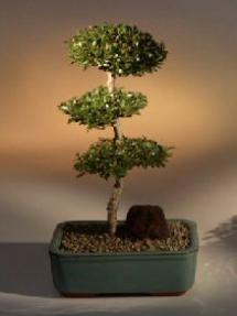 Brush Cherry Bonsai Tree - 