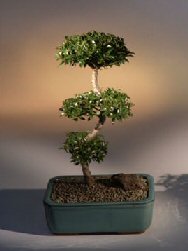 Brush Cherry Bonsai Tree - 