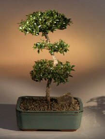 Brush Cherry Bonsai Tree - 