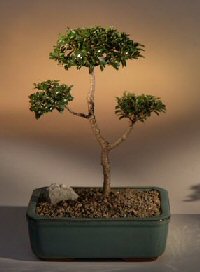 Brush Cherry Bonsai Tree - 